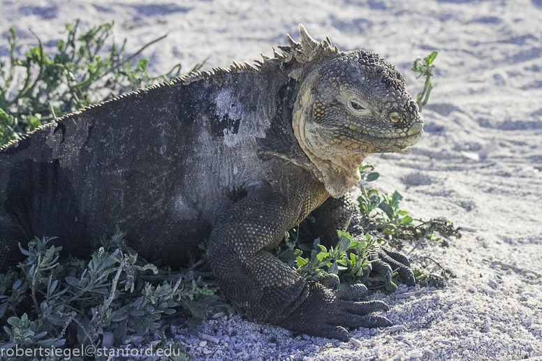 galapagos